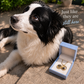 Furever Paw Necklace