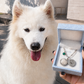Furever Paw Necklace
